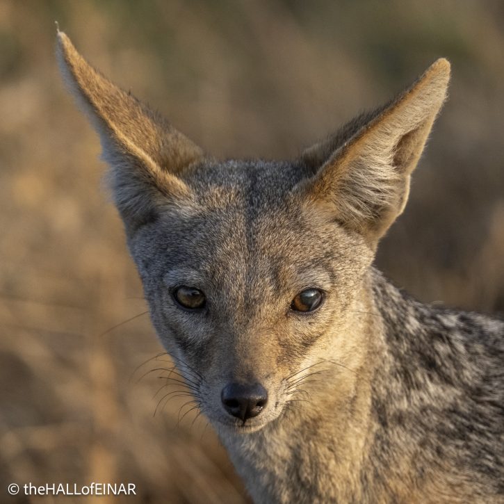 Black-Backed Jackal - Kenya Safari - The Hall of Einar- photograph © David Bailey (not the)