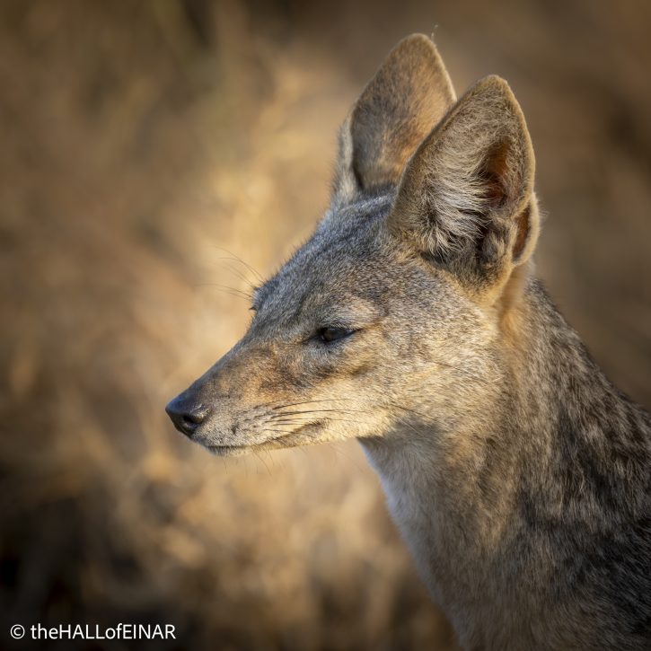 Black-Backed Jackal - Kenya Safari - The Hall of Einar- photograph © David Bailey (not the)