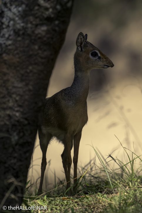 Kirk's Dik Dik - Kenya Safari - The Hall of Einar- photograph © David Bailey (not the)