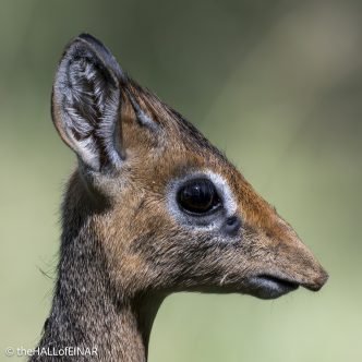 Kirk's Dik Dik - Kenya Safari - The Hall of Einar- photograph © David Bailey (not the)