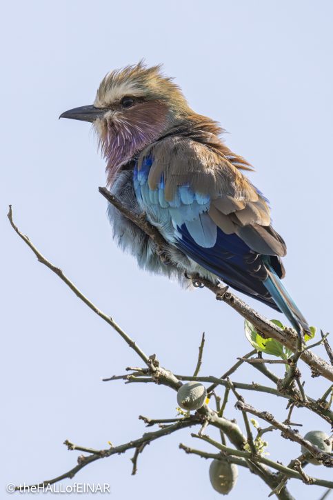 Lilac-Breasted Roller - Kenya Safari - The Hall of Einar- photograph © David Bailey (not the)