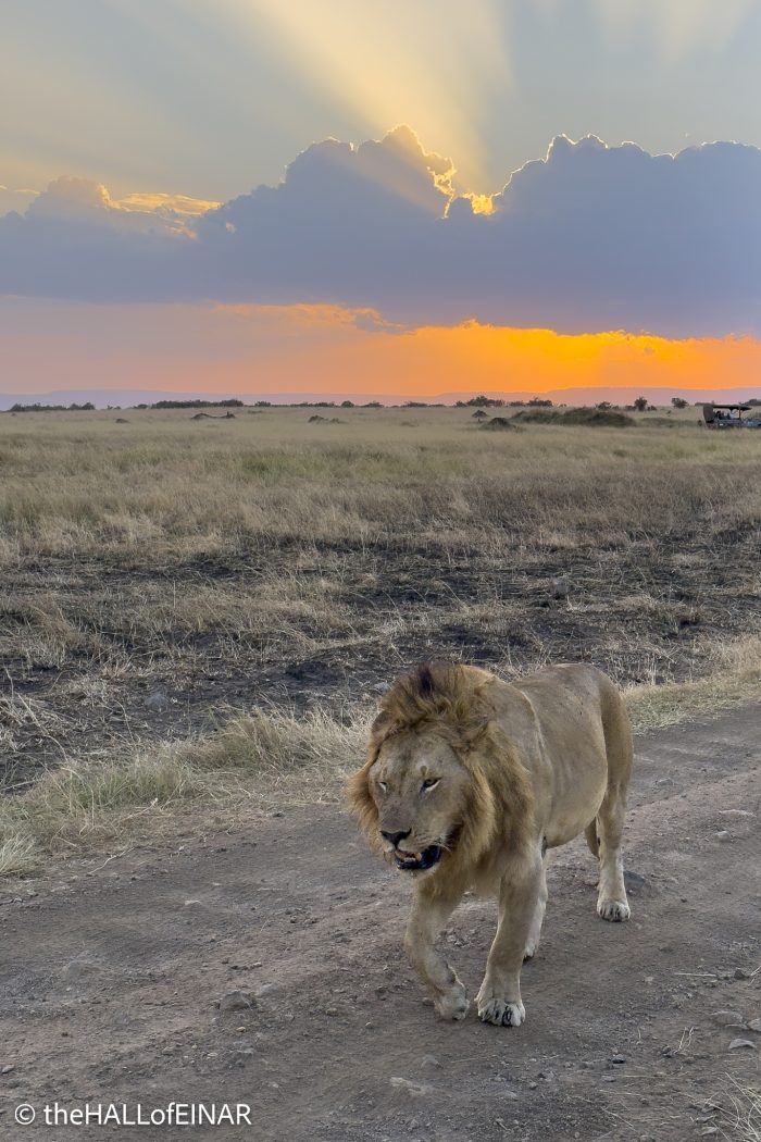 Lion - Kenya Safari - The Hall of Einar- photograph © David Bailey (not the)