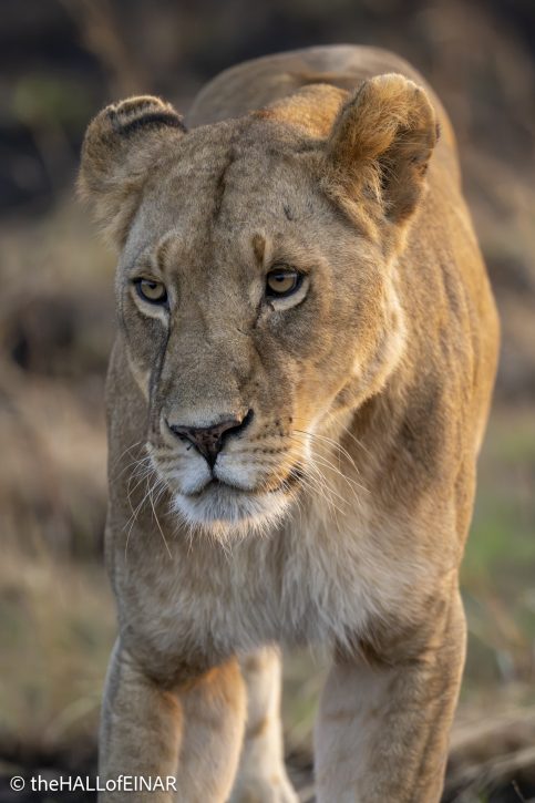 Lion - Kenya Safari - The Hall of Einar- photograph © David Bailey (not the)