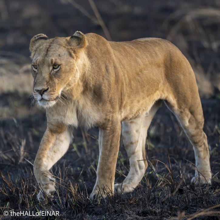 Lion - Kenya Safari - The Hall of Einar- photograph © David Bailey (not the)