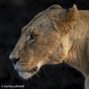 Lion - Kenya Safari - The Hall of Einar- photograph © David Bailey (not the)