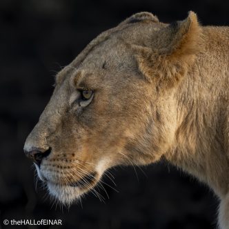 Lion - Kenya Safari - The Hall of Einar- photograph © David Bailey (not the)