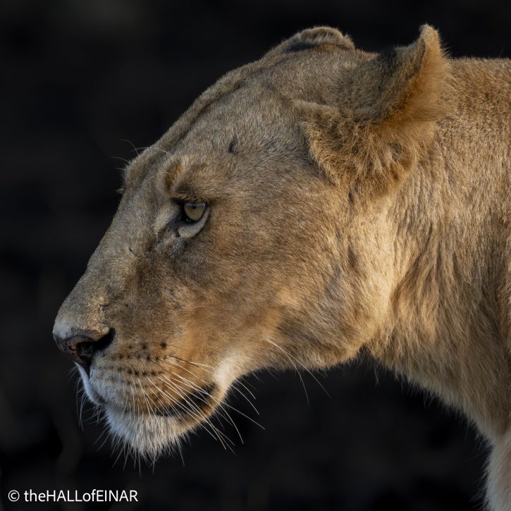 Lion - Kenya Safari - The Hall of Einar- photograph © David Bailey (not the)
