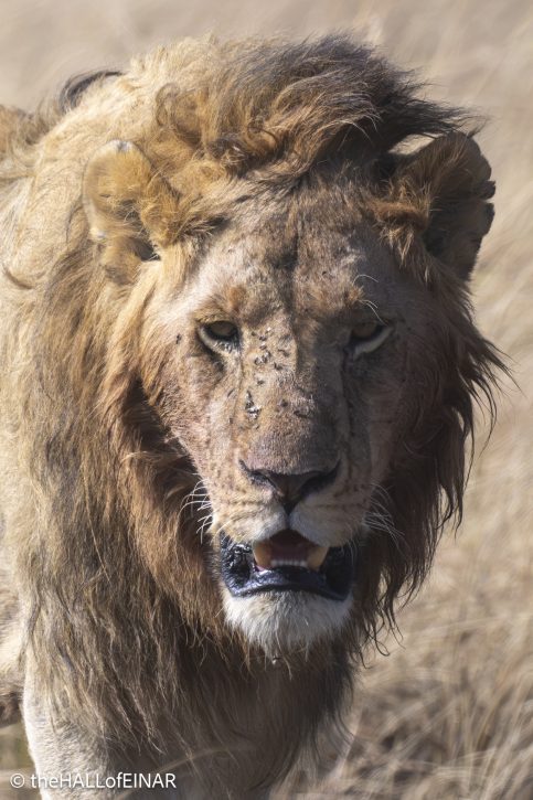 Lion - Kenya Safari - The Hall of Einar- photograph © David Bailey (not the)