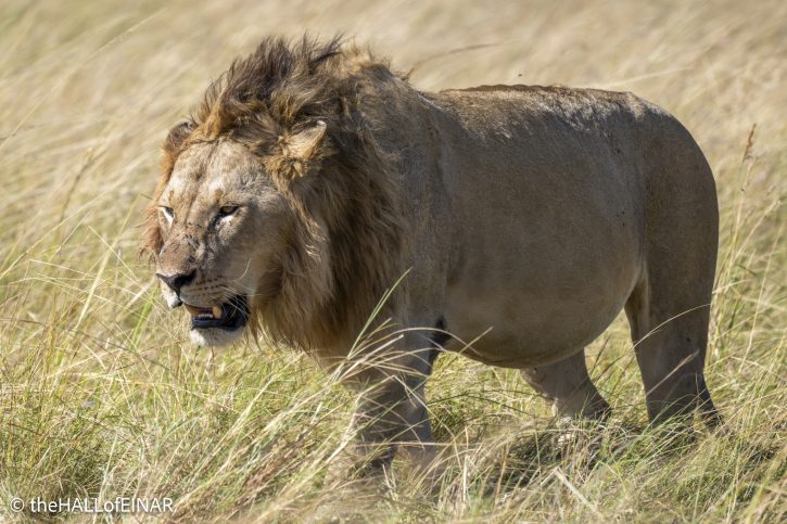 Lion - Kenya Safari - The Hall of Einar- photograph © David Bailey (not the)