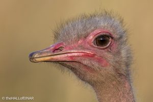 Common Ostrich - Kenya Safari - The Hall of Einar- photograph © David Bailey (not the)