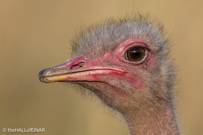 Common Ostrich - Kenya Safari - The Hall of Einar- photograph © David Bailey (not the)