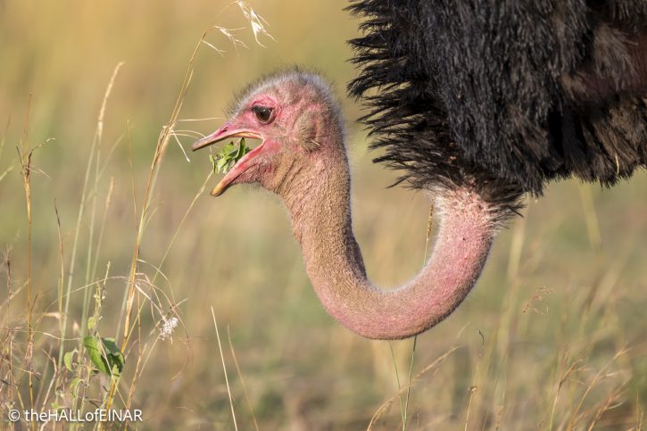 Common Ostrich - Kenya Safari - The Hall of Einar- photograph © David Bailey (not the)