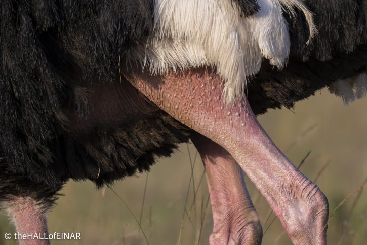 Common Ostrich - Kenya Safari - The Hall of Einar- photograph © David Bailey (not the)
