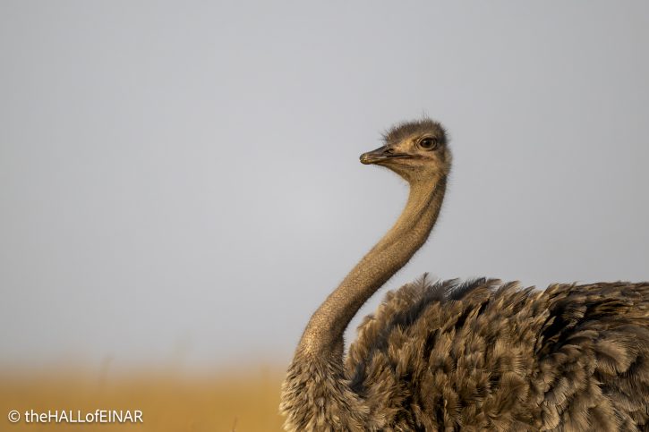 Common Ostrich - Kenya Safari - The Hall of Einar- photograph © David Bailey (not the)
