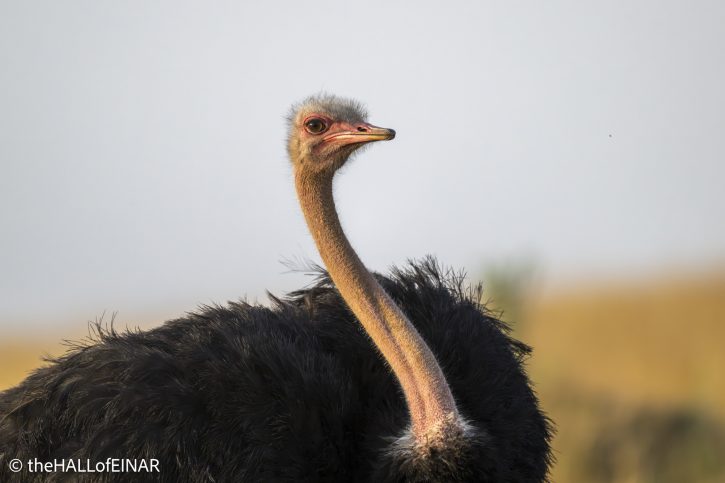 Common Ostrich - Kenya Safari - The Hall of Einar- photograph © David Bailey (not the)