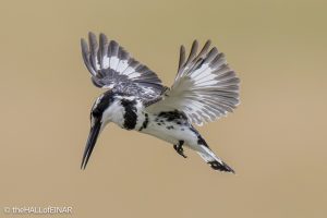 Pied Kingfisher - The Hall of Einar - photograph © David Bailey (not the)