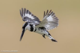 Pied Kingfisher - The Hall of Einar - photograph © David Bailey (not the)