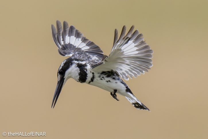 Pied Kingfisher - The Hall of Einar - photograph © David Bailey (not the)