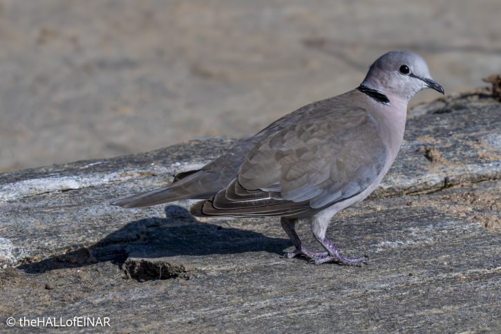Ring-Necked Dove - Kenya Safari - The Hall of Einar- photograph © David Bailey (not the)