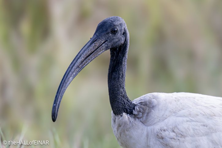 Sacred Ibis - Kenya Safari - The Hall of Einar- photograph © David Bailey (not the)