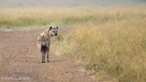 Spotted Hyena - Kenya Safari - The Hall of Einar- photograph © David Bailey (not the)