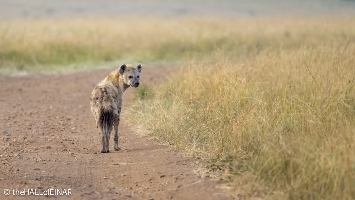 Spotted Hyena - Kenya Safari - The Hall of Einar- photograph © David Bailey (not the)
