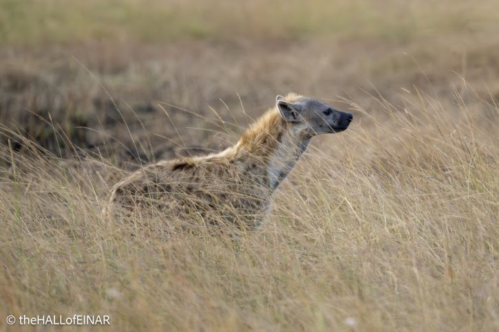 Spotted Hyena - Kenya Safari - The Hall of Einar- photograph © David Bailey (not the)