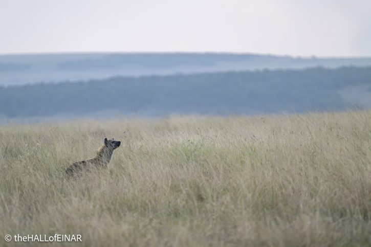 Spotted Hyena - Kenya Safari - The Hall of Einar- photograph © David Bailey (not the)