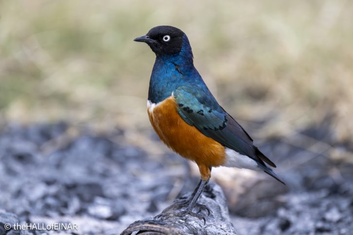 Superb Starling - The Hall of Einar - photograph © David Bailey (not the)