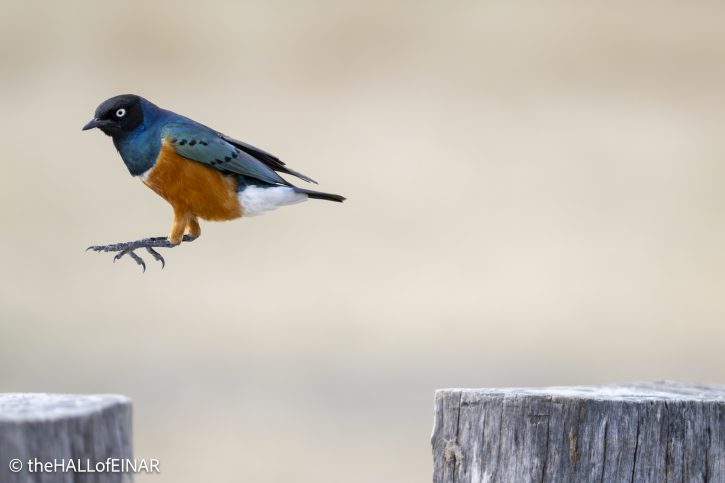 Superb Starling - The Hall of Einar - photograph © David Bailey (not the)