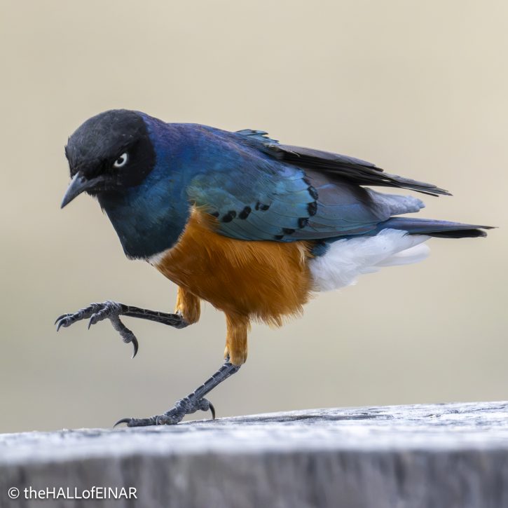 Superb Starling - The Hall of Einar - photograph © David Bailey (not the)