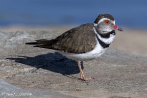 Three-Banded Plover - Kenya Safari - The Hall of Einar- photograph © David Bailey (not the)