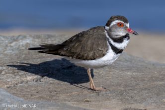 Three-Banded Plover - Kenya Safari - The Hall of Einar- photograph © David Bailey (not the)