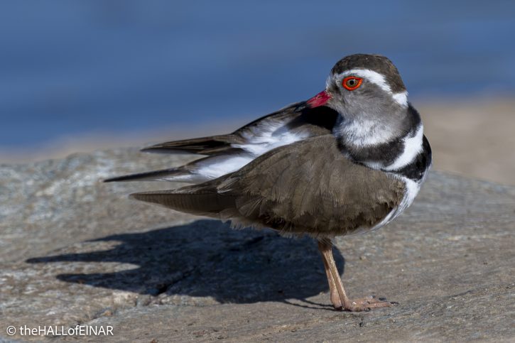 Three-Banded Plover - Kenya Safari - The Hall of Einar- photograph © David Bailey (not the)