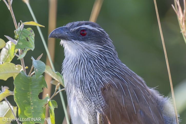 White-Browed Coucal - Kenya Safari - The Hall of Einar- photograph © David Bailey (not the)