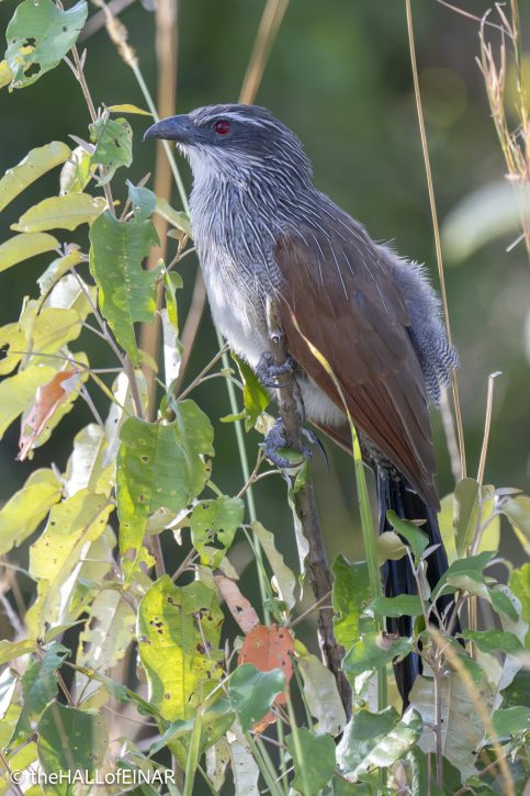 White-Browed Coucal - Kenya Safari - The Hall of Einar- photograph © David Bailey (not the)