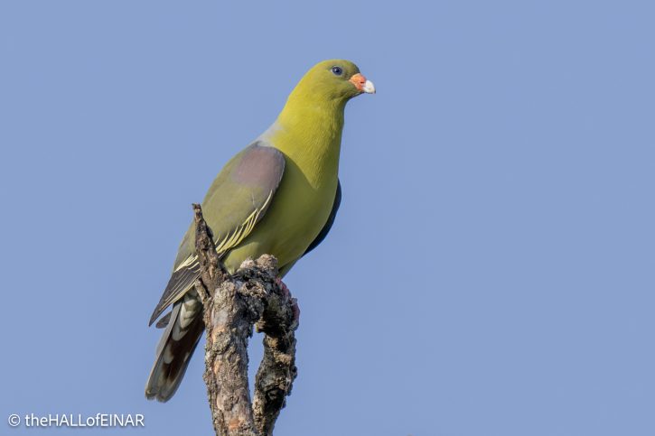 African Green Pigeon - The Hall of Einar - photograph © David Bailey (not the)