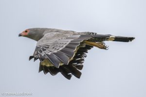 African Harrier Hawk - The Hall of Einar - photograph © David Bailey (not the)