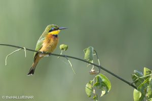 Little Bee-Eater - The Hall of Einar - photograph © David Bailey (not the)