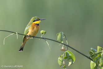 Little Bee-Eater - The Hall of Einar - photograph © David Bailey (not the)