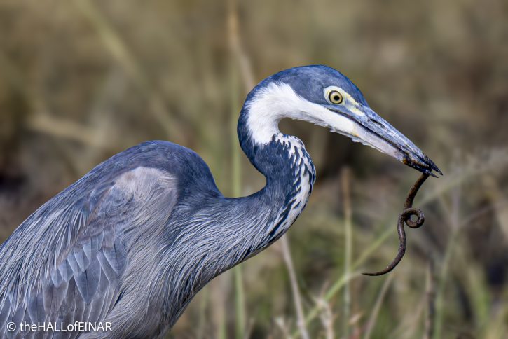 Black-Heded Heron - The Hall of Einar - photograph © David Bailey (not the)