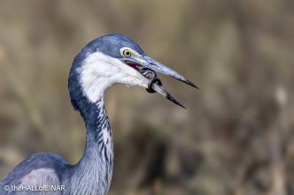 Black-Heded Heron - The Hall of Einar - photograph © David Bailey (not the)