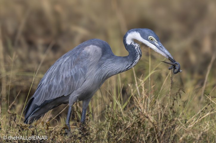 Black-Heded Heron - The Hall of Einar - photograph © David Bailey (not the)