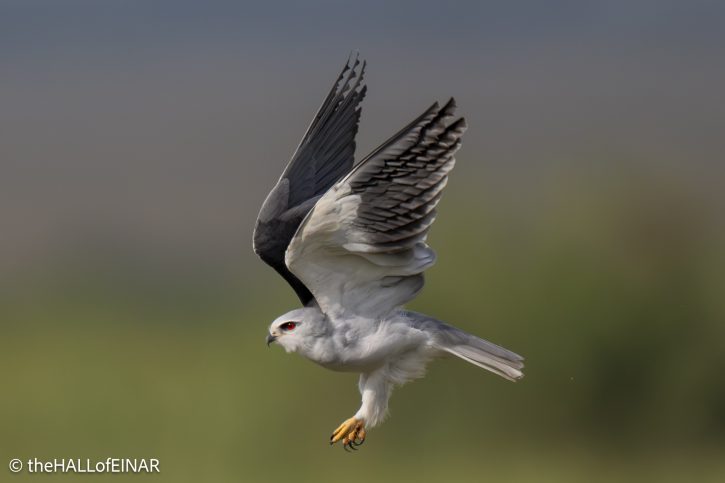 Black-Shouldered Kite - The Hall of Einar - photograph © David Bailey (not the)