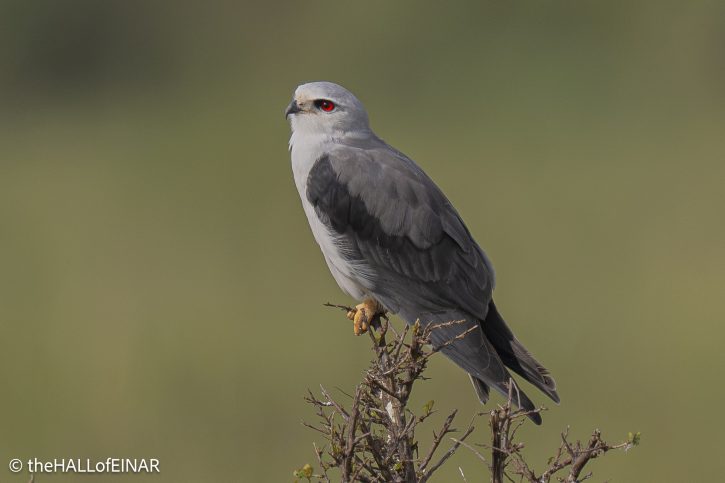 Black-Shouldered Kite - The Hall of Einar - photograph © David Bailey (not the)
