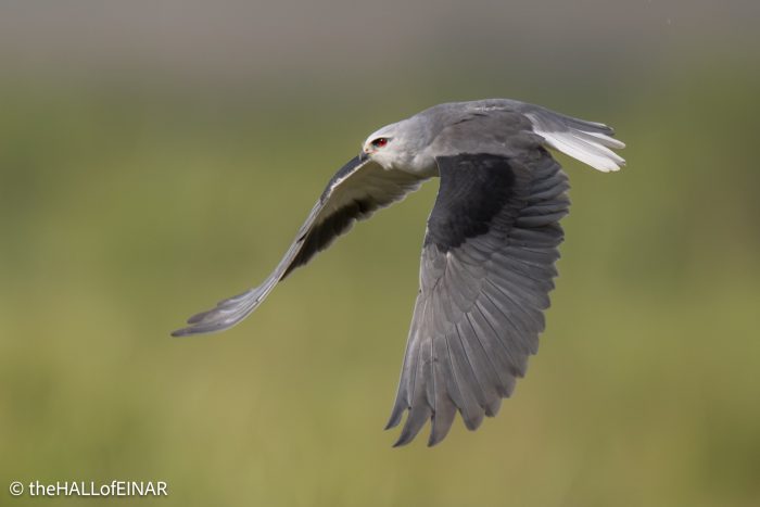 Black-Shouldered Kite - The Hall of Einar - photograph © David Bailey (not the)