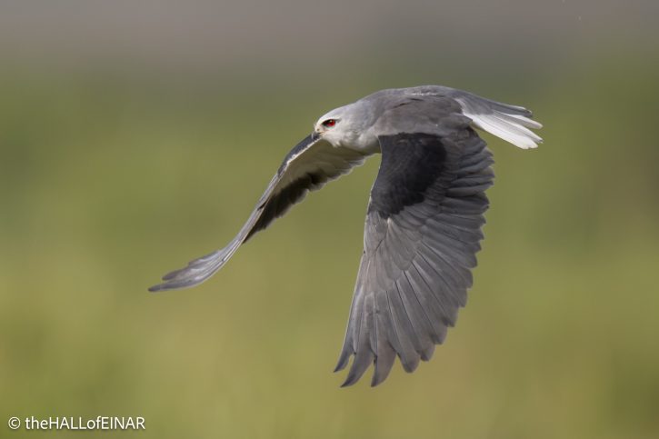 Black-Shouldered Kite - The Hall of Einar - photograph © David Bailey (not the)