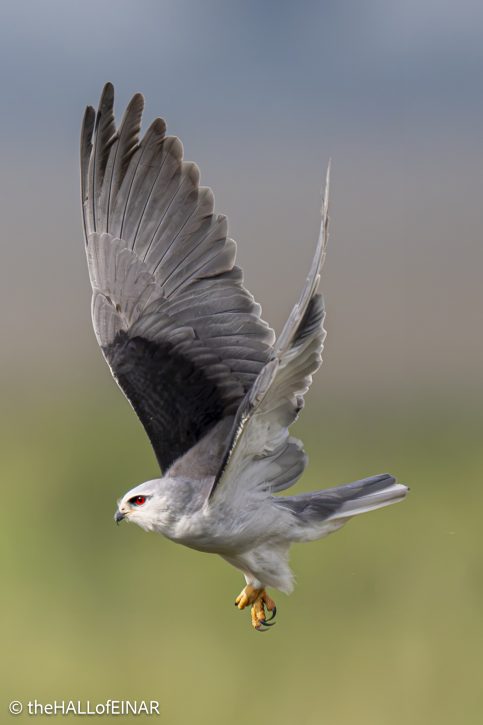 Black-Shouldered Kite - The Hall of Einar - photograph © David Bailey (not the)