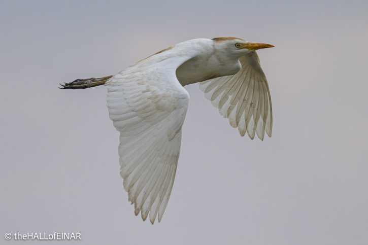 Cattle Egret - The Hall of Einar - photograph © David Bailey (not the)