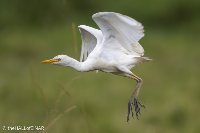 Cattle Egret - The Hall of Einar - photograph © David Bailey (not the)